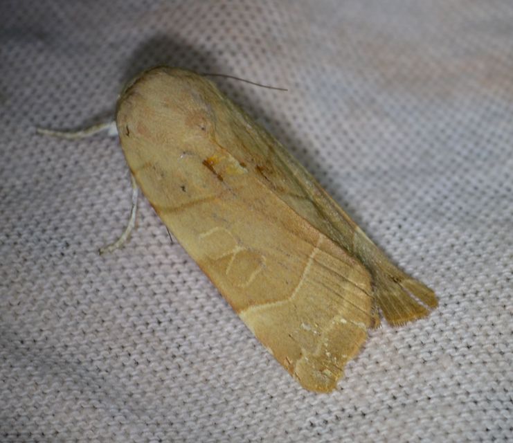Noctua fimbriata - szélessávú sárgafűbagoly