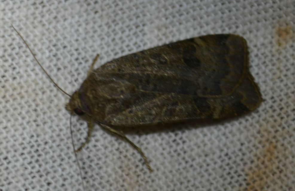 Noctua interposita - köztes sárgafűbagoly