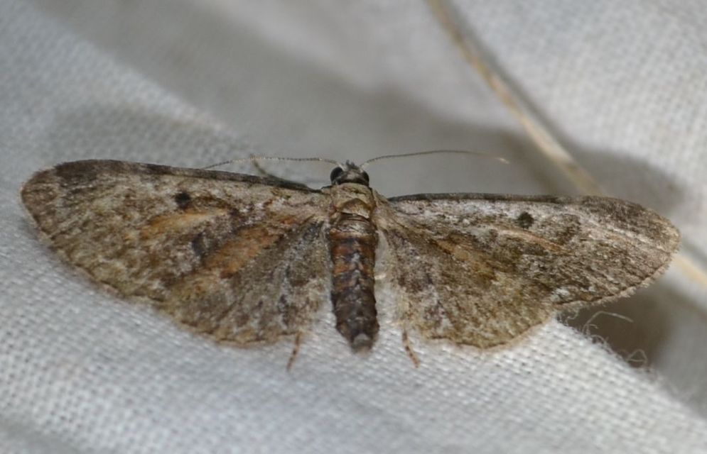 Eupithecia icterata - rozsdafoltos törpearaszoló