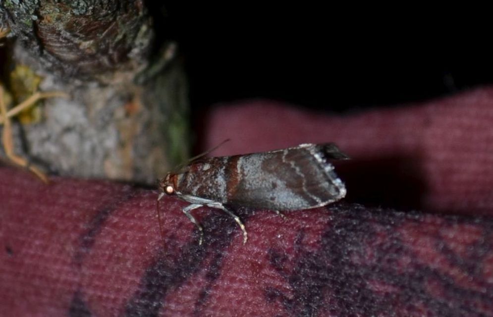 Acrobasis advenella - gerleszínű karcsúmoly