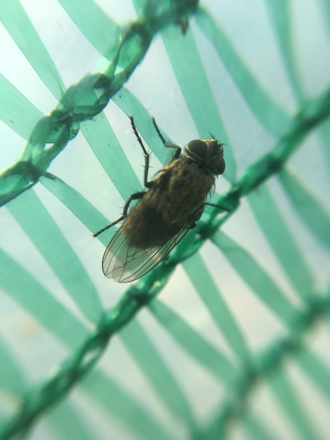 Pollenia