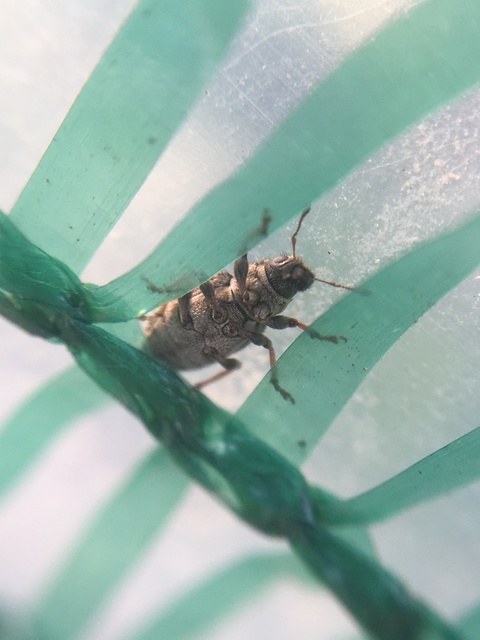 Sitona hispidulus - szőrös csipkézőbogár