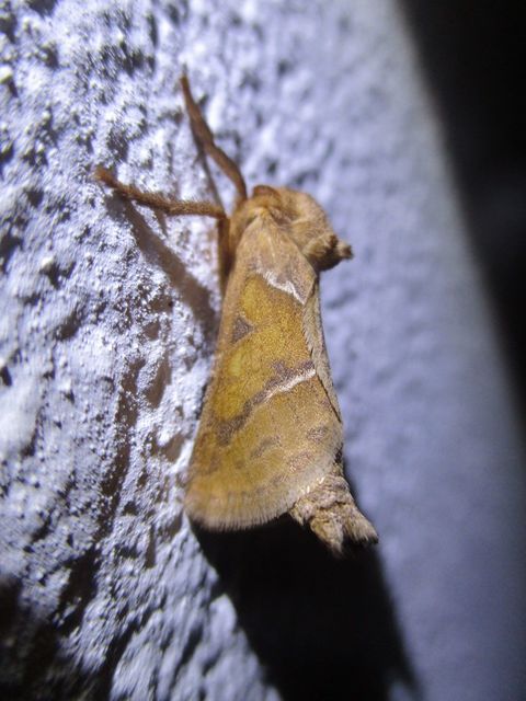 Triodia sylvina - kis gyökérrágólepke