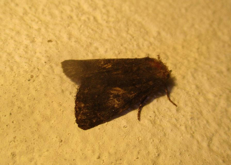 Anophia leucomelas - déli folyófűbagoly