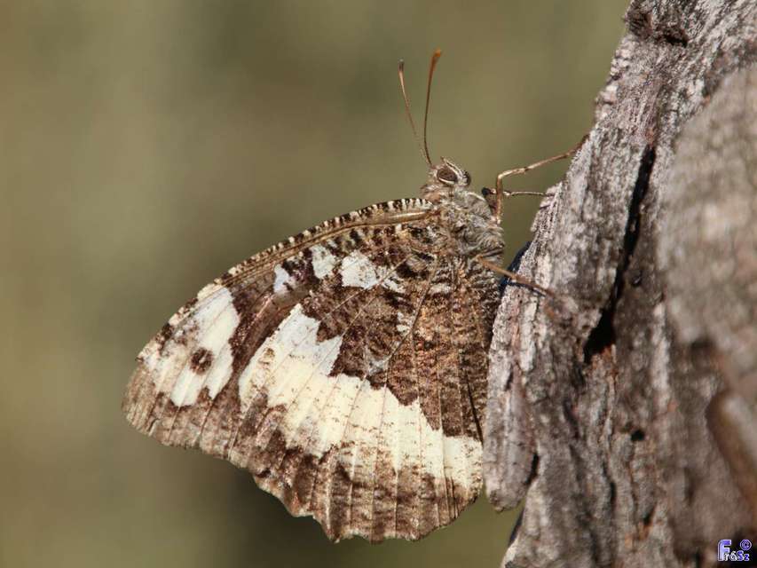 Brintesia circe - fehéröves szemeslepke
