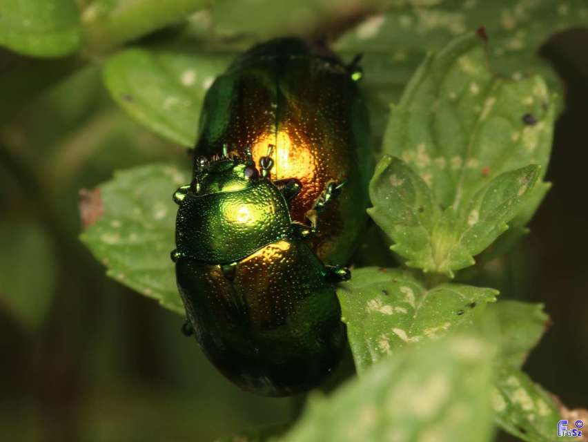 Chrysolina herbacea - zöld mentalevelész