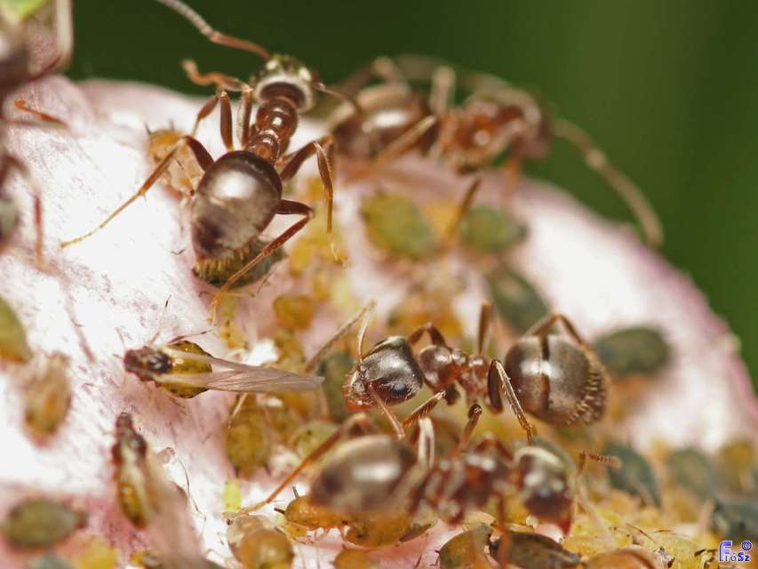 Lasius niger - közönséges feketehangya