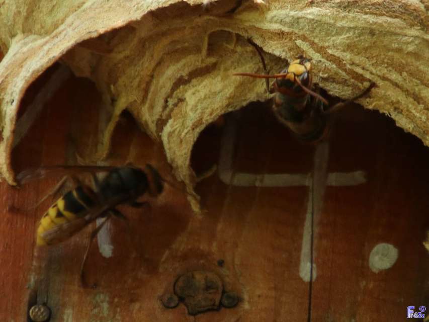 Vespa crabro - lódarázs