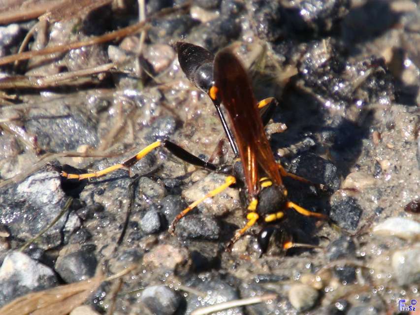 Sceliphron caementarium - feketenyelű lopódarázs
