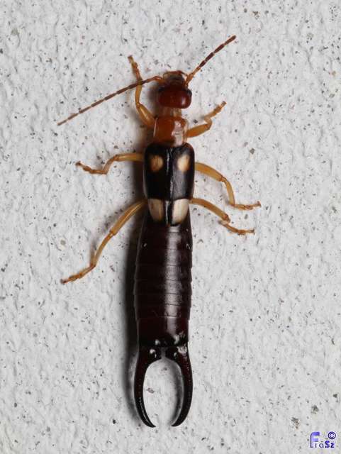 Forficula smyrnensis - szmirnai fülbemászó
