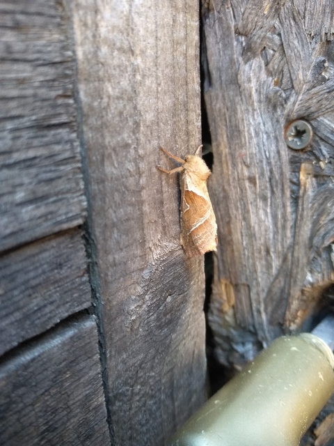 Triodia sylvina - kis gyökérrágólepke