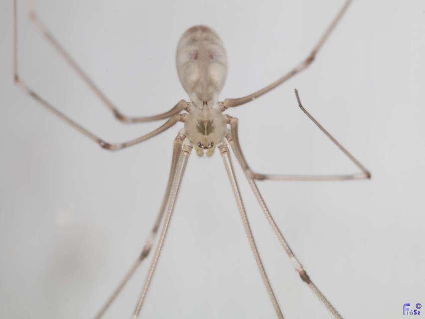 Pholcus phalangioides - nagy álkaszáspók