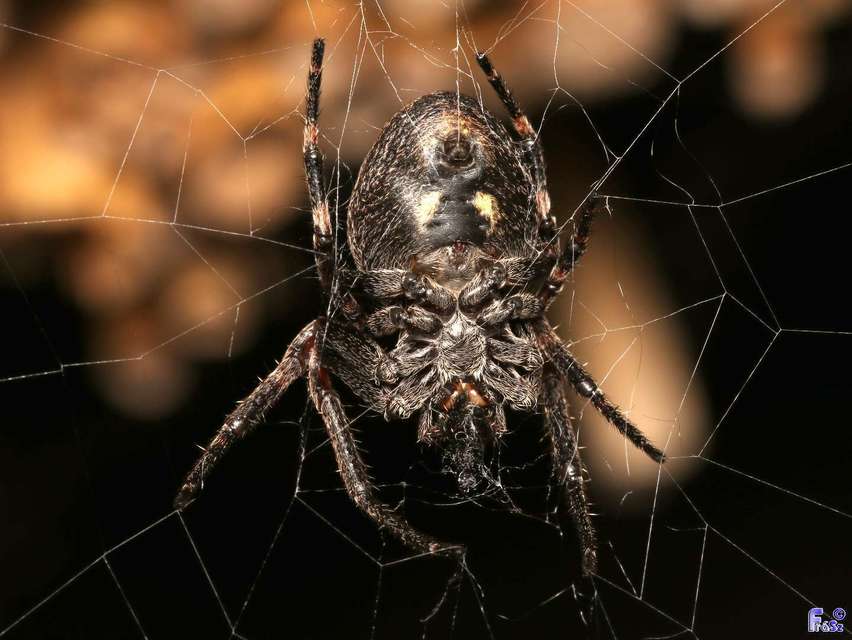 Nuctenea umbratica - közönséges rés-keresztespók