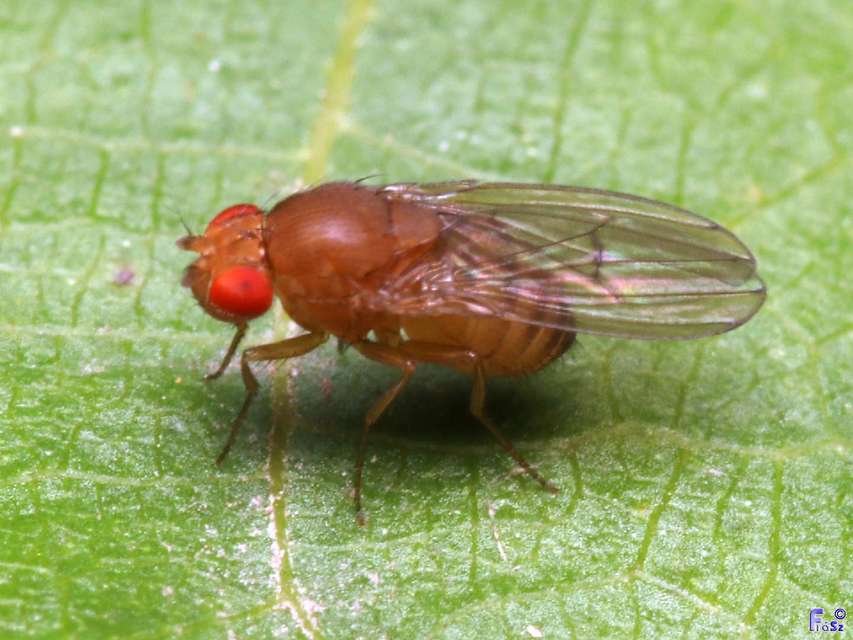 Drosophila