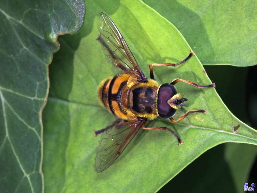 Myathropa florea - halálfejes odúlégy