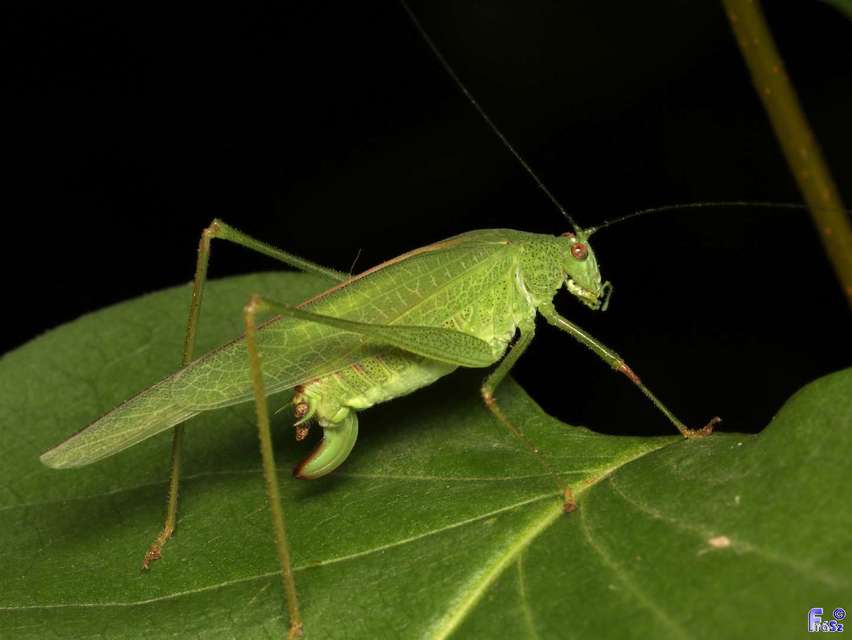 Phaneroptera nana - pontozott repülőszöcske
