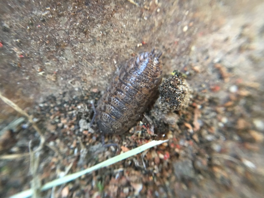 Trachelipus