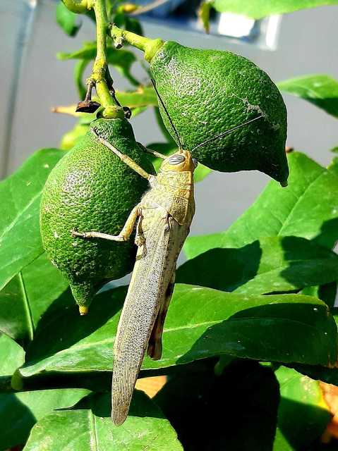 Anacridium aegyptium - egyiptomi sáska