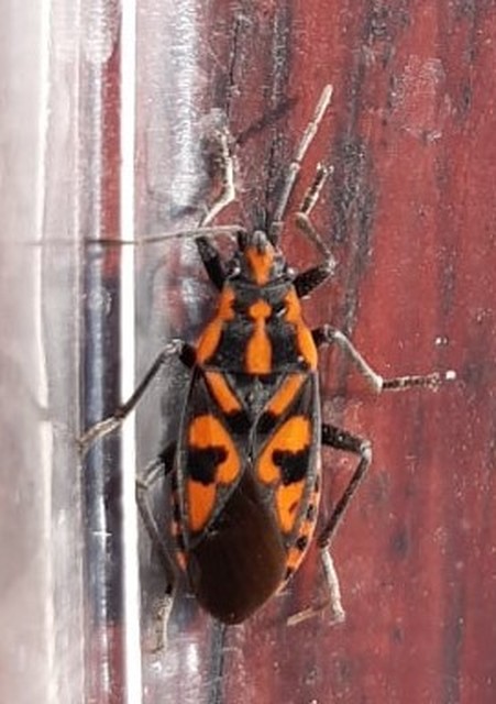 Spilostethus saxatilis - virágbodobács
