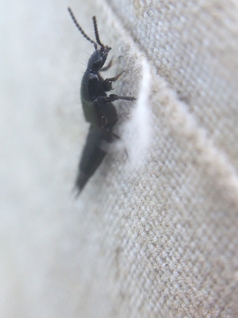 Philonthus