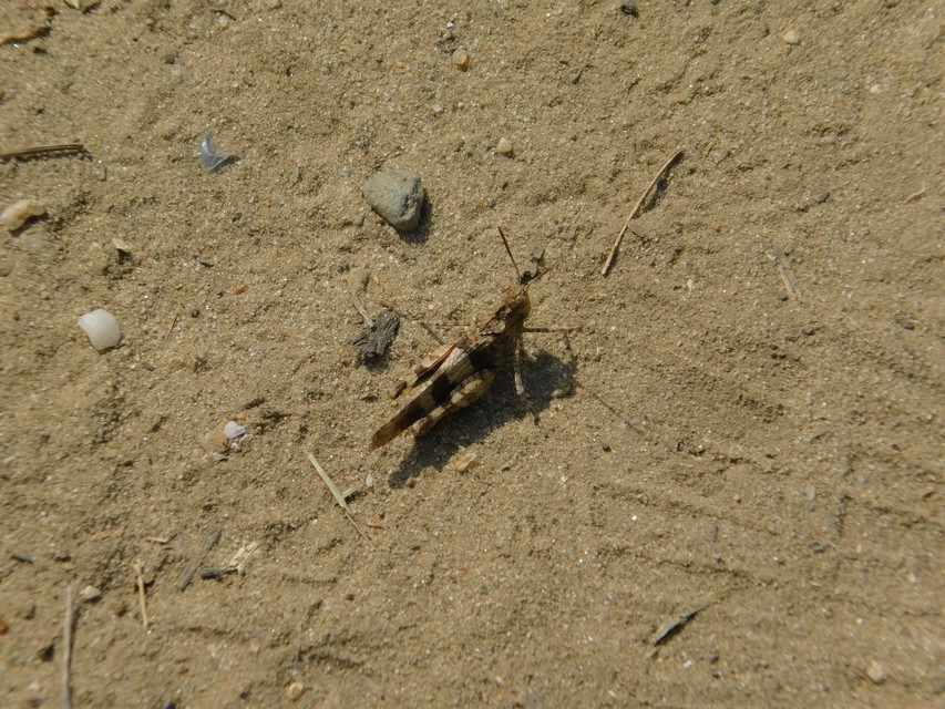 Oedipoda caerulescens - kékszárnyú sáska