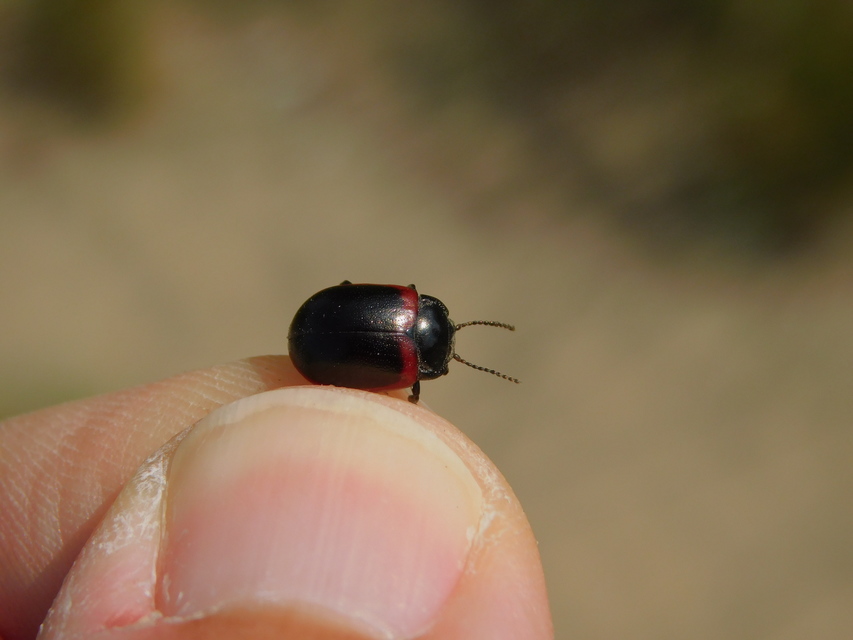 Chrysolina limbata - keretes levélbogár