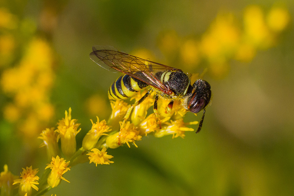 Philanthus triangulum - közönséges méhfarkas