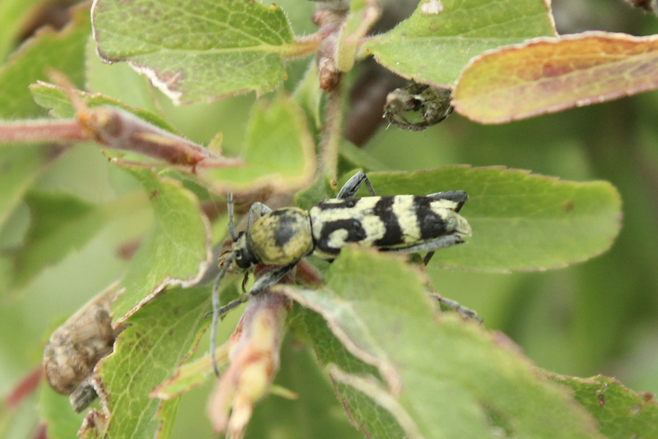 Chlorophorus varius - díszes darázscincér
