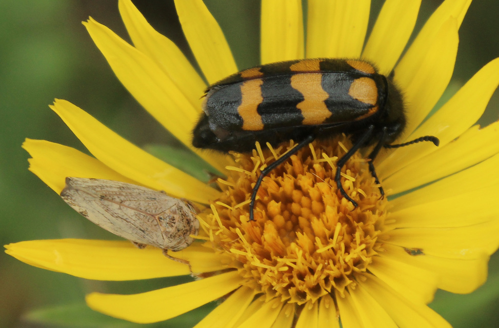 Mylabris variabilis - szalagos hólyaghúzó Mylabris variabilis - szalagos hólyaghúzó