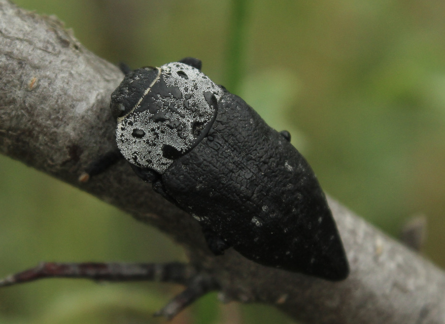 Capnodis tenebrionis - kökény-tükrösdíszbogár