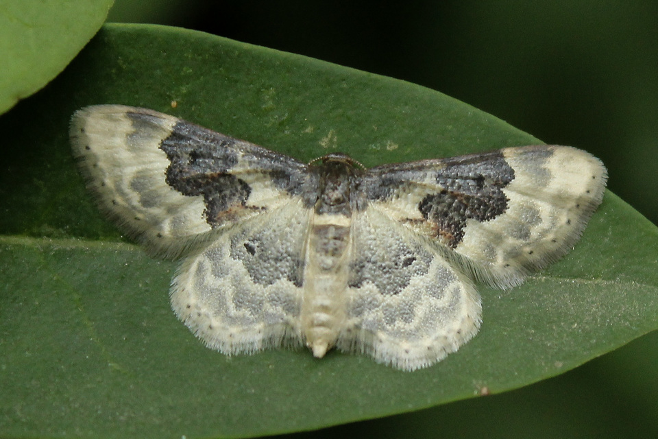 Idaea rusticata - tarka apróaraszoló