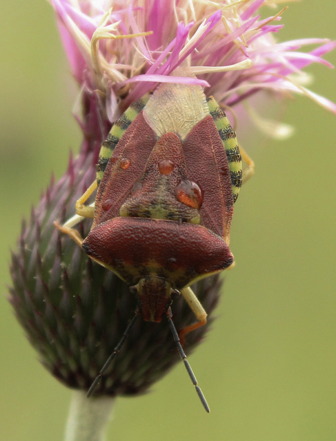 Carpocoris