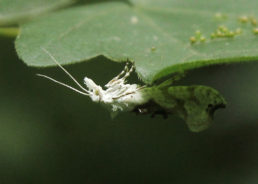 Ypsolopha asperella - levélfonó tarkamoly