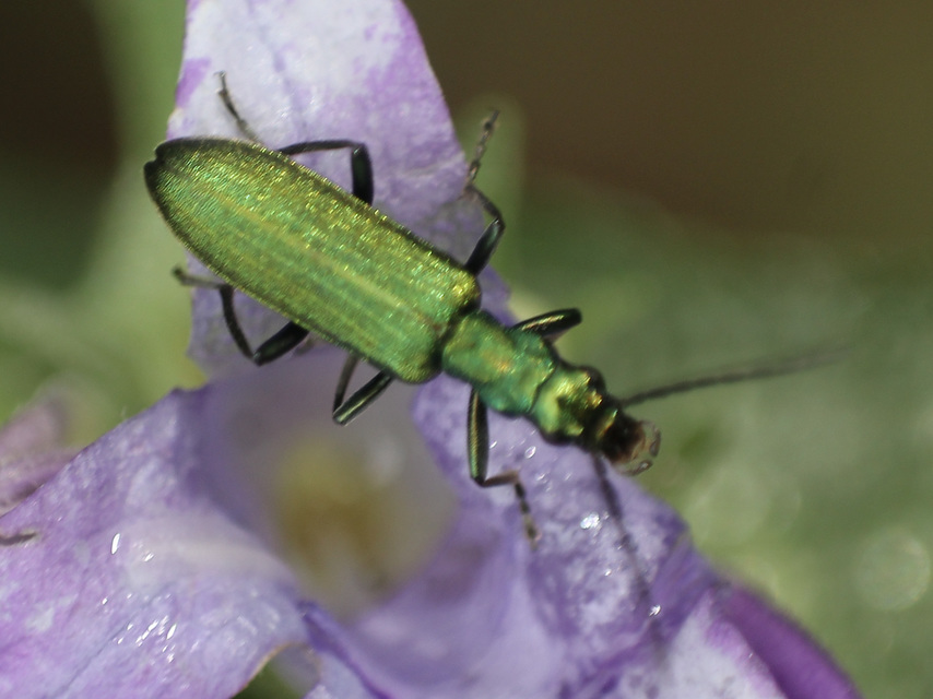 Chrysanthia viridissima - aranyos álcincér