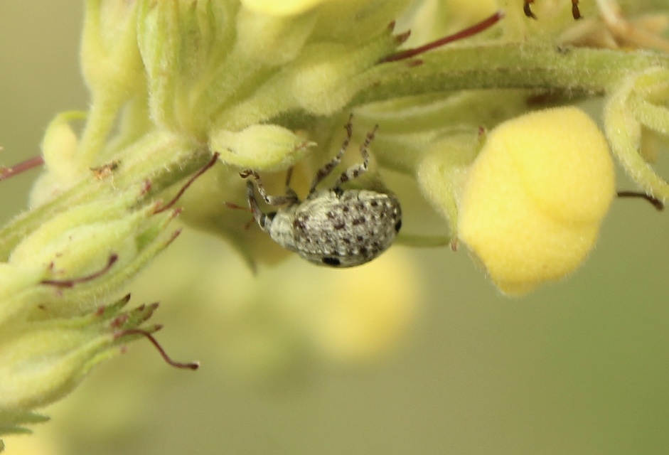 Cionus thapsus - kis ökörfarkkóró-gömbormányos