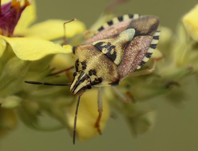 Carpocoris