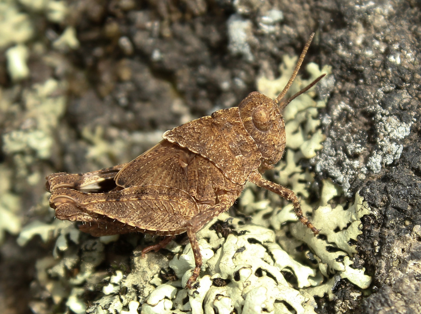Oedipoda caerulescens - kékszárnyú sáska