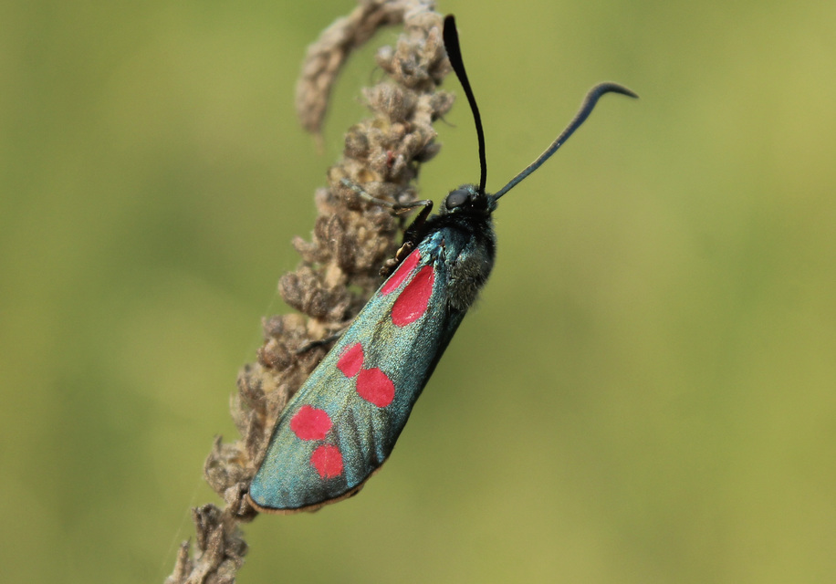 Zygaena filipendulae - acélszínű csüngőlepke