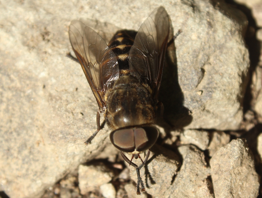 Tabanus