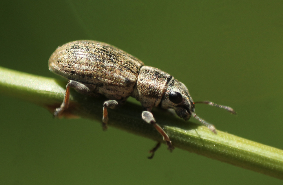 Sitona lateralis - iglice-csipkézőbogár
