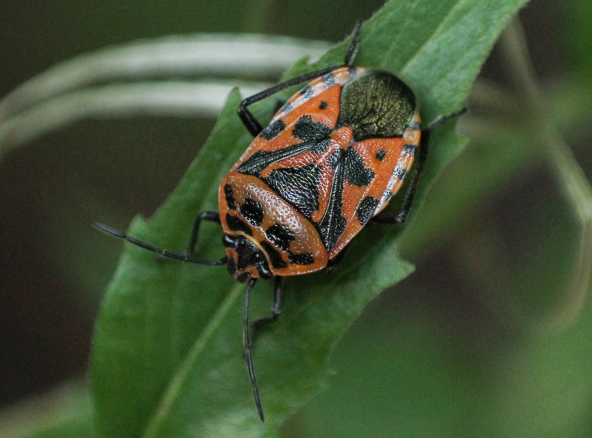 Eurydema ventralis - káposztapoloska