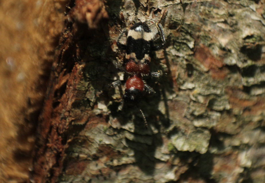 Thanasimus formicarius - vörösnyakú szúfarkas