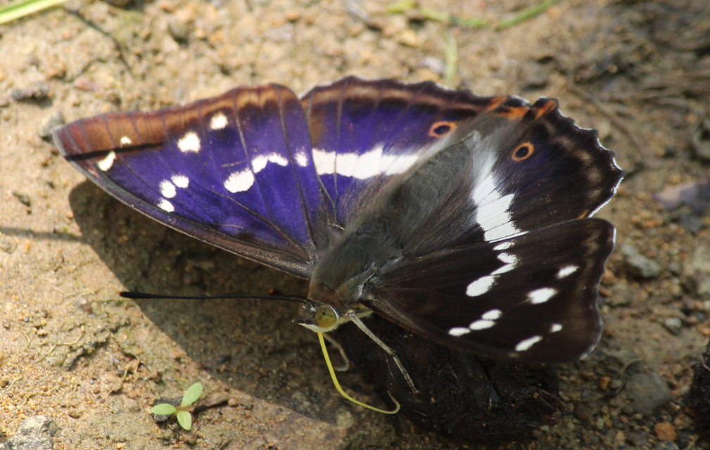 Apatura iris - nagy színjátszólepke