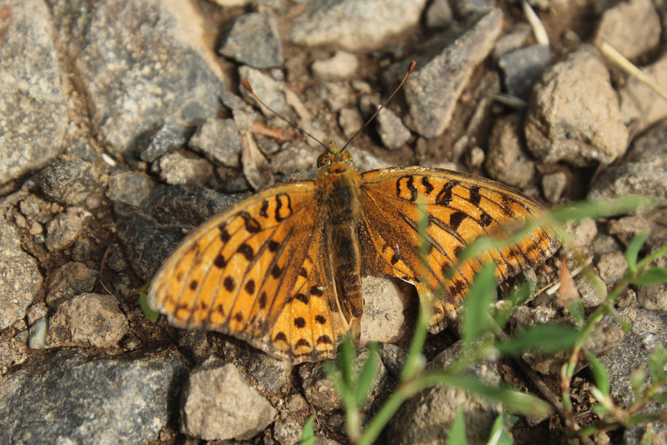 Argynnis adippe - ezüstös gyöngyházlepke