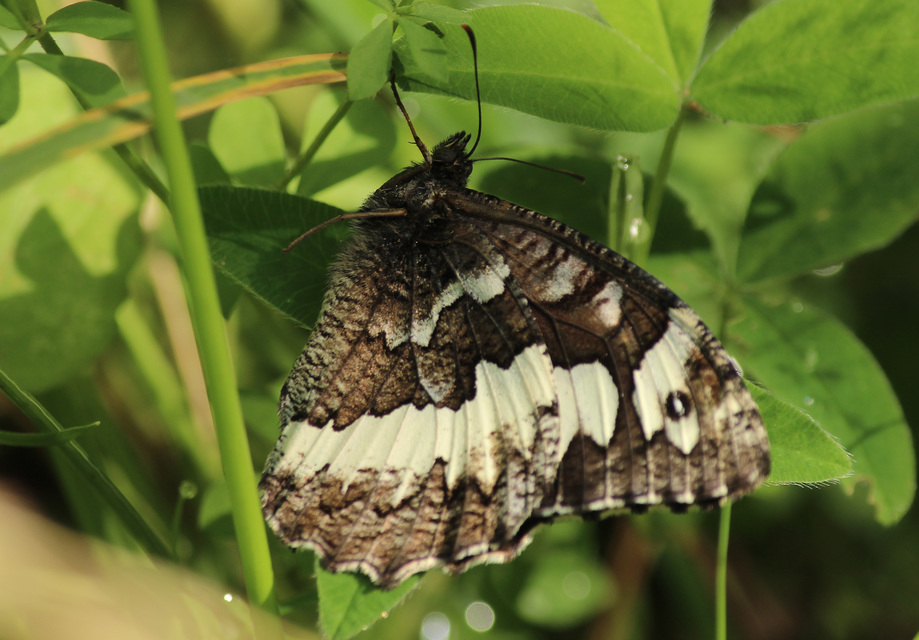 Brintesia circe - fehéröves szemeslepke