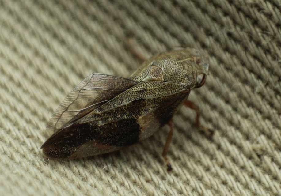 Aphrophora alni