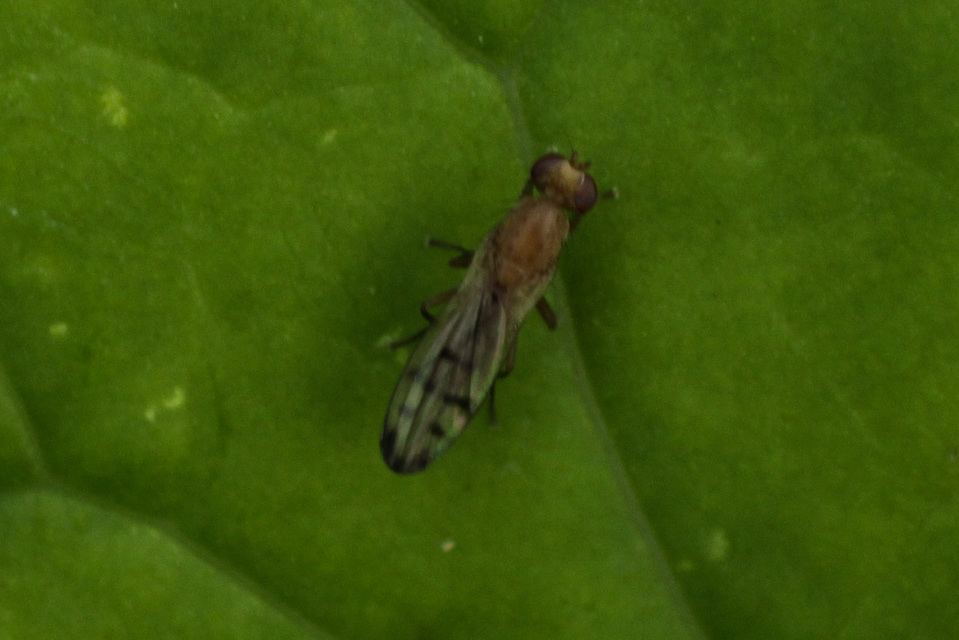 Opomyza florum