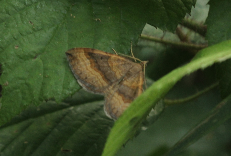 Scotopteryx chenopodiata - libatop-araszoló