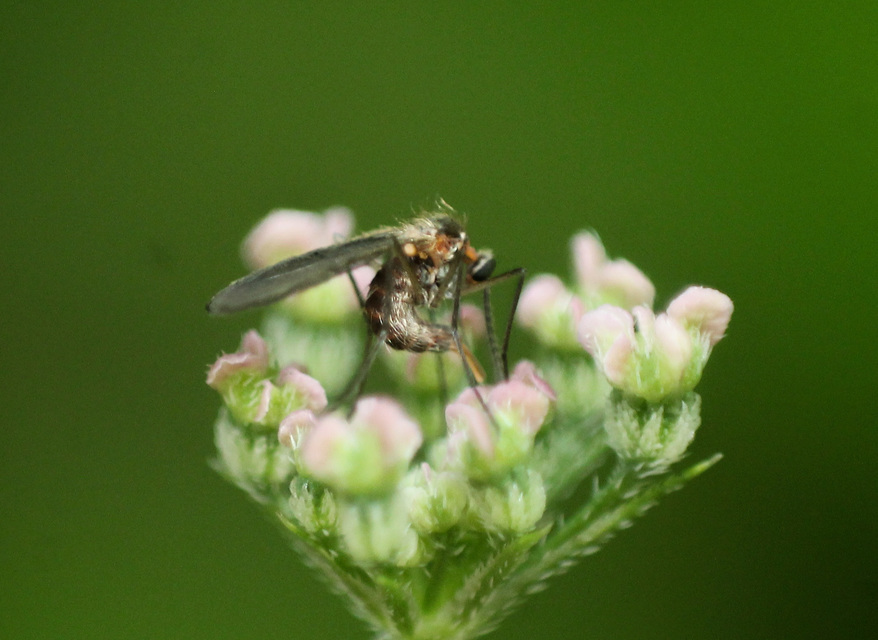 Culicidae - csípőszúnyogok