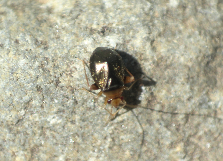 Halticus luteicollis - sárganyakú ugrópoloska